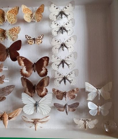 Entomological glass box with 34 specimens...