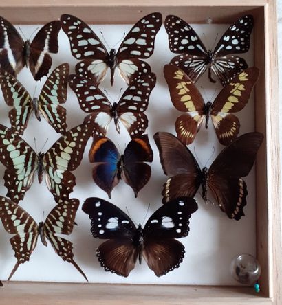 Boîte entomologique vitrée comprenant 20...