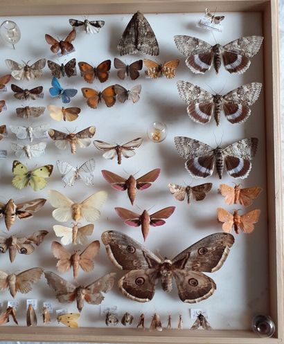 Grande boîte entomologique vitrée comprenant...