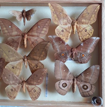 Boîte entomologique vitrée comprenant 10...