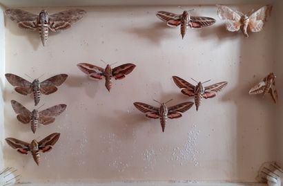 Boîte entomologique vitrée comprenant 10...