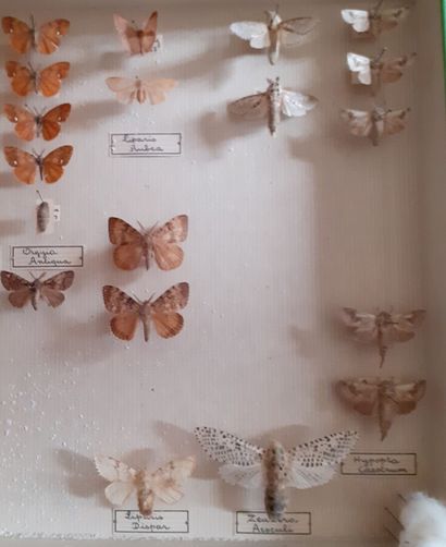 Boîte entomologique vitrée comprenant 48...
