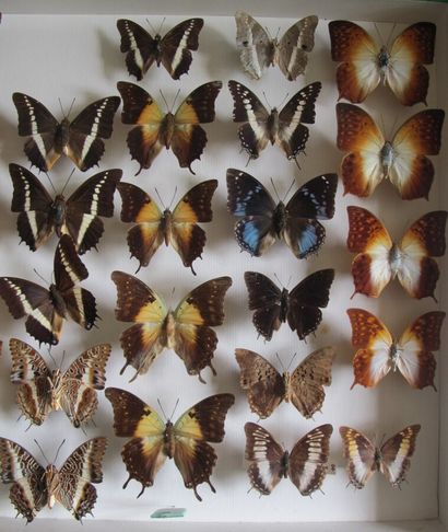 Grande boîte entomologique vitrée comprenant...