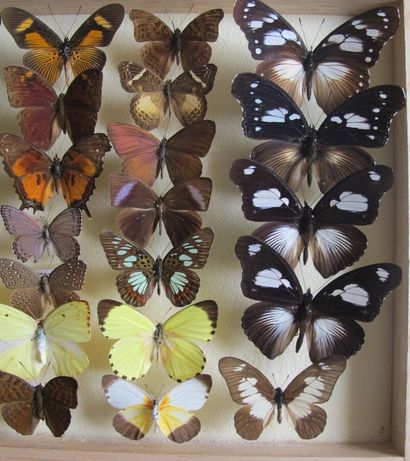 Boîte entomologique vitrée comprenant 29...