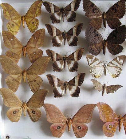 Grande boîte entomologique vitrée comprenant...