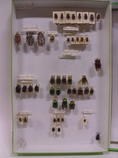 Boîte entomologique vitrée comprenant 46...