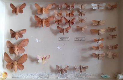 Entomological glass box containing 31 specimens...