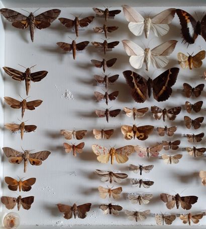 Grande boîte entomologique vitrée comprenant...
