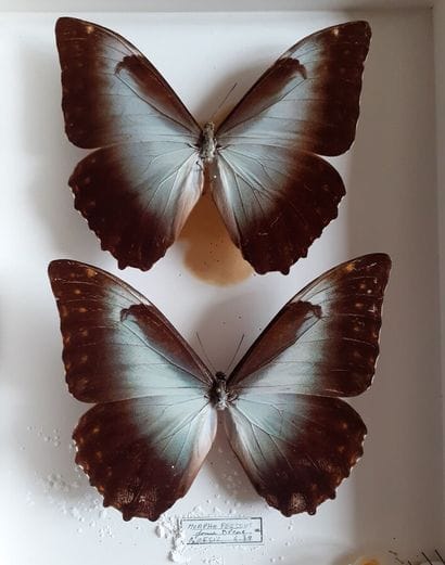 Boîte entomologique vitrée comprenant 2 spécimens...