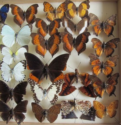 Boîte entomologique vitrée comprenant 33...
