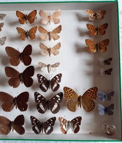 Boîte entomologique vitrée comprenant 45...