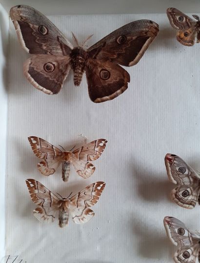 Glass entomological box containing 12 specimens...