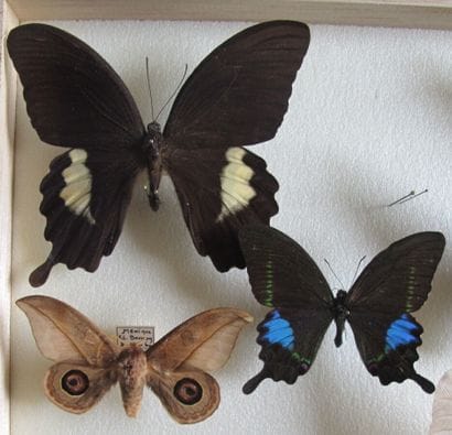 Boîte entomologique vitrée comprenant 10...