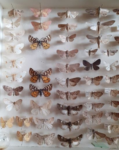 Boîte entomologique vitrée comprenant plus...