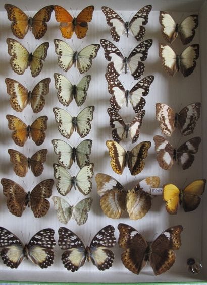Large glass entomological box containing...