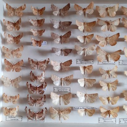 Boîte entomologique vitrée comprenant 61...