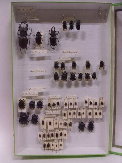 Boîte entomologique vitrée comprenant 46...