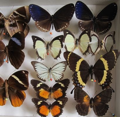 Entomological glass box containing 17 specimens...