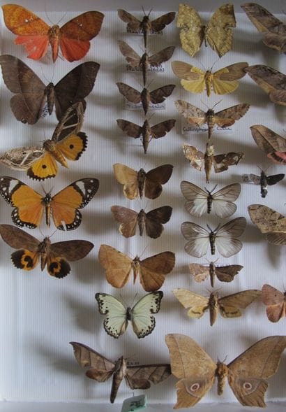 Large glass entomological box with more than...