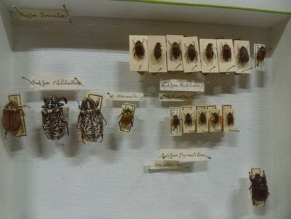 Boîte entomologique vitrée comprenant 46...