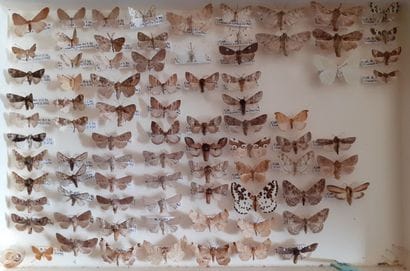 Entomological glass box containing more than...