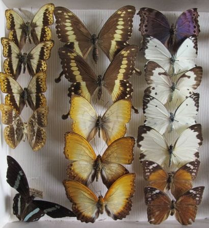 Glass entomological box containing 28 specimens...