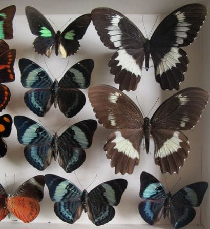 Glass entomological box containing 15 specimens...
