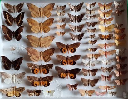 Grande boîte entomologique vitrée comprenant...