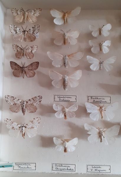Glass entomological box containing 37 specimens...