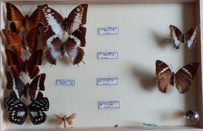 Boîte entomologique vitrée comprenant 10...