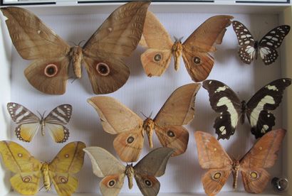Boîte entomologique vitrée comprenant 9 spécimens...