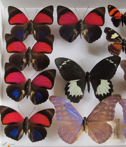 Boîte entomologique vitrée comprenant 14...