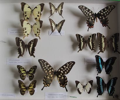 Large glass entomological box containing...