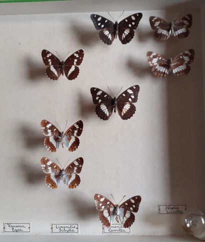Boîte entomologique vitrée comprenant 24...