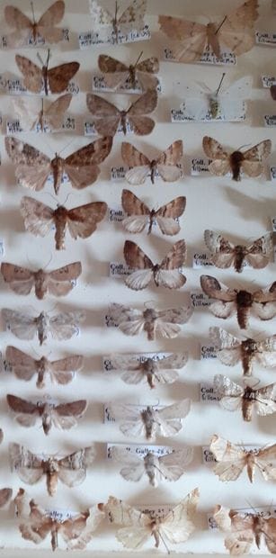 Entomological glass box containing more than...