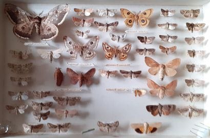 Boîte entomologique vitrée comprenant plus...