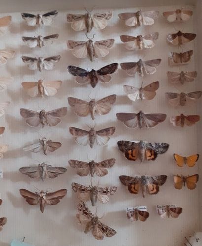 Entomological glass box containing more than...