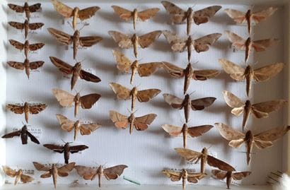 Glass entomological box containing 33 specimens...