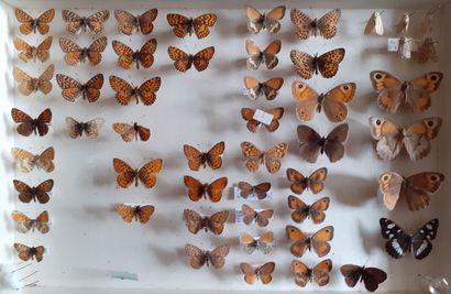 Boîte entomologique vitrée comprenant environ...