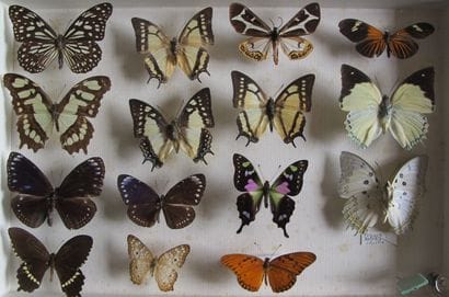 Glass entomological box containing 15 specimens...