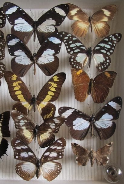 Glass entomological box containing 25 specimens...