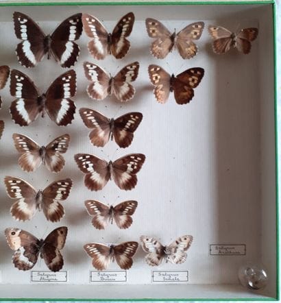 Boîte entomologique vitrée comprenant 19...