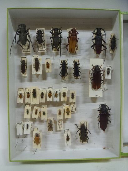 Boîte entomologique vitrée comprenant 32...