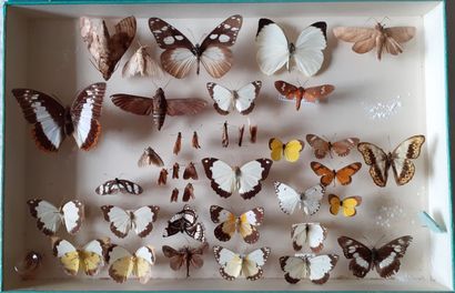 Boîte entomologique vitrée comprenant plus...