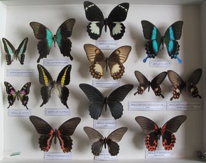 Grande boîte entomologique vitrée comprenant...