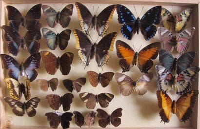 Glass entomological box containing 26 specimens...