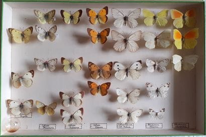 Entomological glass box containing 28 specimens...