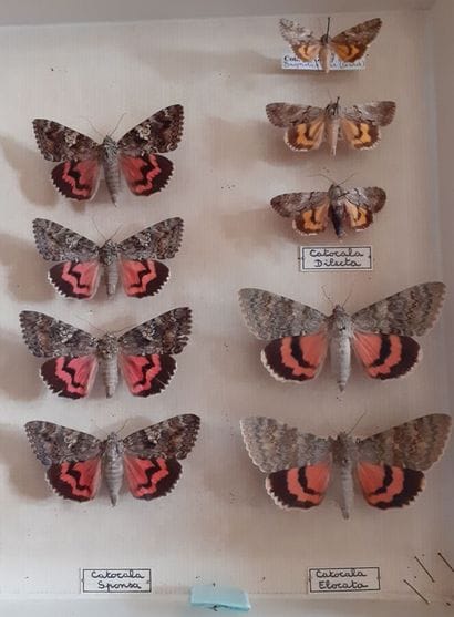 Entomological glass box containing 17 specimens...