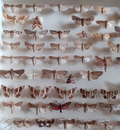Entomological glass box containing more than...