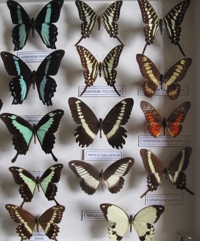 Large glass entomological box containing...